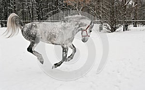 The light grey horse gallops