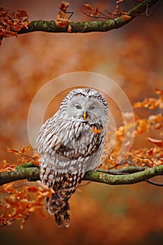 Light grey Ural Owl, Strix uralensis, sitting on tree branch, at orange leaves oak forest photo