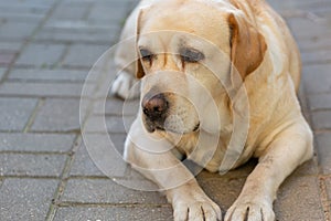 A light-haired labrodor dog with sad eyes is bored and waiting for his master in the courtyard of the house