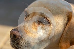 A light-haired labrodor dog with sad eyes is bored and waiting for his master in the courtyard of the house