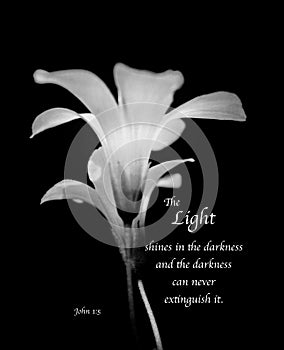 The Light - inspirational black & white delicate flowers with bible verse