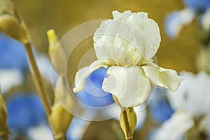 Light iris flower