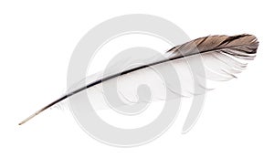 Light isolated feather with brown edge