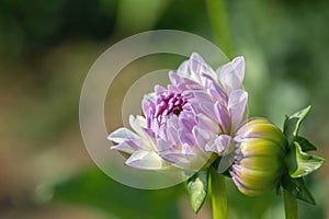 Light lavender colored dahlia.