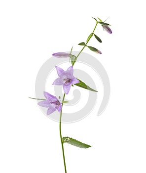 Light lilac Bellflowers isolated on white background