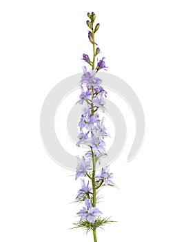 Light  lilac flower of Delphinium isolated on white background