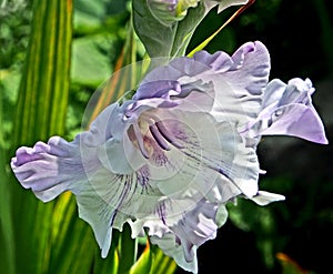 Light lilac gladiolus in the garden