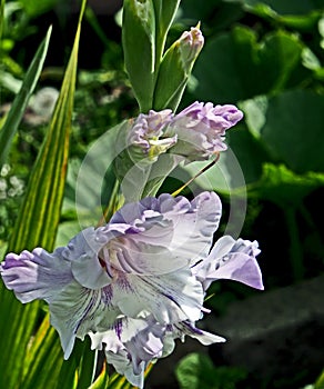 Light lilac gladiolus in the garden