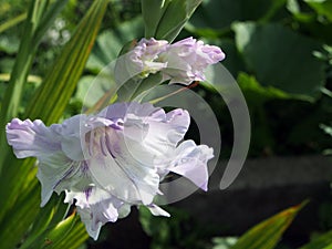 Light lilac gladiolus in the garden