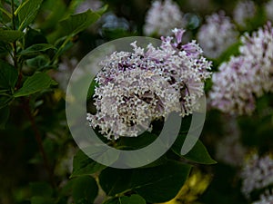 Light lilac inflorescences of Korean lilac on a green background
