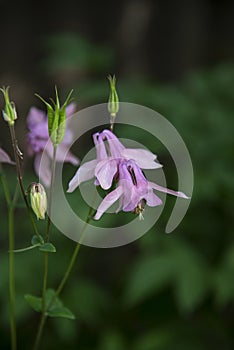 Aquilegia vulgaris, soft pinkish flower having unique carved bell-shape with warn green crown-like buds