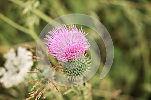 Light lilac thistle flower on a bright green background of summer nature. Close-up. Nature
