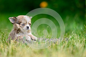 Light Long haired Chihuahua Puppy Sits Alone on Grass. Natural blurred background