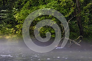 Light low fog along the South Holston River in Bristol, Tennessee