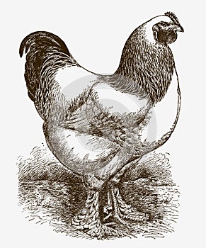 Light male Brahma chicken in side view