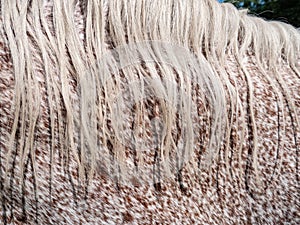 Light mane and dotted neck of the Norik appaloosa breed