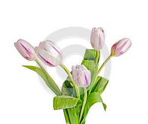 Light mauve with stripes tulips flowers, bouquet, bunch, isolate