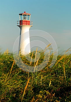 Light in Meadow