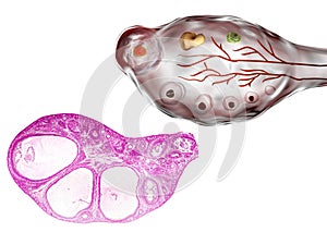 Light micrograph and illustration of ovary