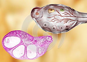 Light micrograph and illustration of ovary