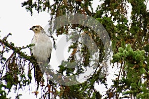 Light-morph common buzzard (Buteo buteo) perched high