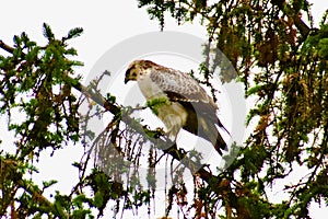Light-morph common buzzard (Buteo buteo) perched high