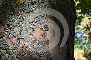 Light Moss Bark Tree Trunk Dramatic Contrast Texutre