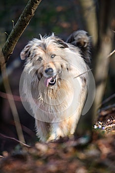 Light mountain sheepdog in the forest