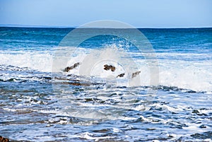 Light ocean plunging and collapsing waves, breaking on the rocks natural blue ocean colour, foamy water