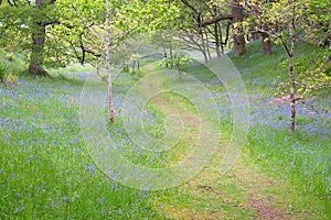 Light and open grassy path through a bluebell wood