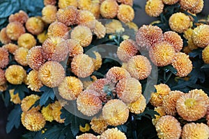 Light orange color of Pompon mum \'Kelvin Mandarin\' flowers