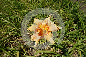 Light orange double flower of Hemerocallis fulva