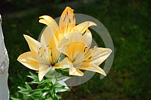 Light orange lilies bloom in July in the garden. Berlin, Germany