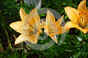 Light orange lilies bloom in July in the garden. Berlin, Germany