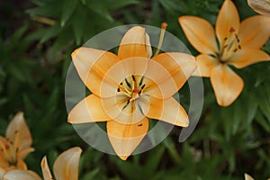 Light orange lilies bloom in July in the garden. Berlin, Germany