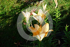 Light orange lilies bloom in July in the garden. Berlin, Germany