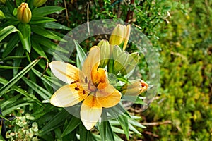 Light orange lilies bloom in June in the garden. Berlin, Germany