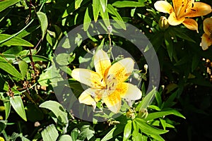 Light orange lilies bloom in June in the garden. Berlin, Germany