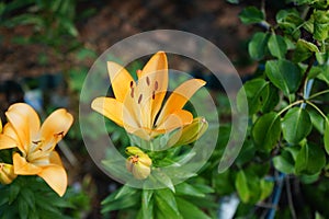 Light orange lilies bloom in June in the garden. Berlin, Germany