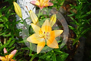 Light orange lilies bloom in June in the garden. Berlin, Germany