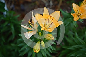 Light orange lilies bloom in June in the garden. Berlin, Germany