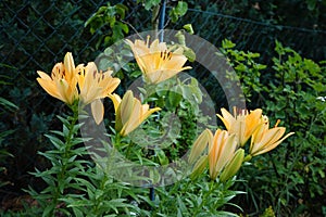 Light orange lilies bloom in June in the garden. Berlin, Germany