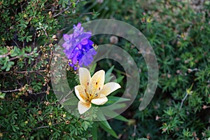 Light orange Lilium asiatica and blue Delphinium consolida bloom in June in the garden. Berlin, Germany