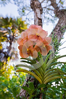 Light orange orchid with green leaf background. Beautiful nature blossom flowers on a tree