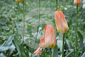 Light orange and pale peach tulips on a background of green grass in a flower bed in the park. Spring flowers