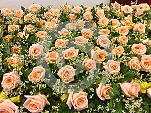 Light Orange Roses for attaching to a Shirt