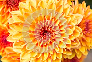 Light Orange Yellow Mum Flowers in The Garden Center