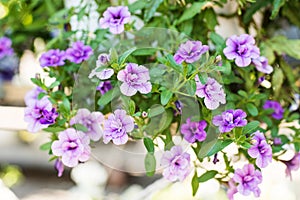 Patio hybrid petunia with small purple flowers in a suspended pot