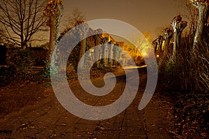 Light painted deserted path pollard willow, Antwerp, Belgium photo