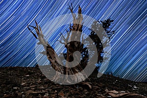 Light Painted Landscape of Stars in Bristlecone Pines